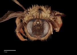  Xylocopa tranquebarica female face, photo: J. Scott Adams 
